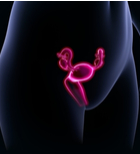 בדיקת EXEM: ללא כאבים וללא קרינה-תמונה